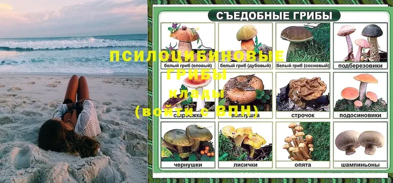 Псилоцибиновые грибы Psilocybe  Рославль 